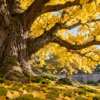 A mature ginkgo tree with branching limbs and yellow leaves in a quiet garden