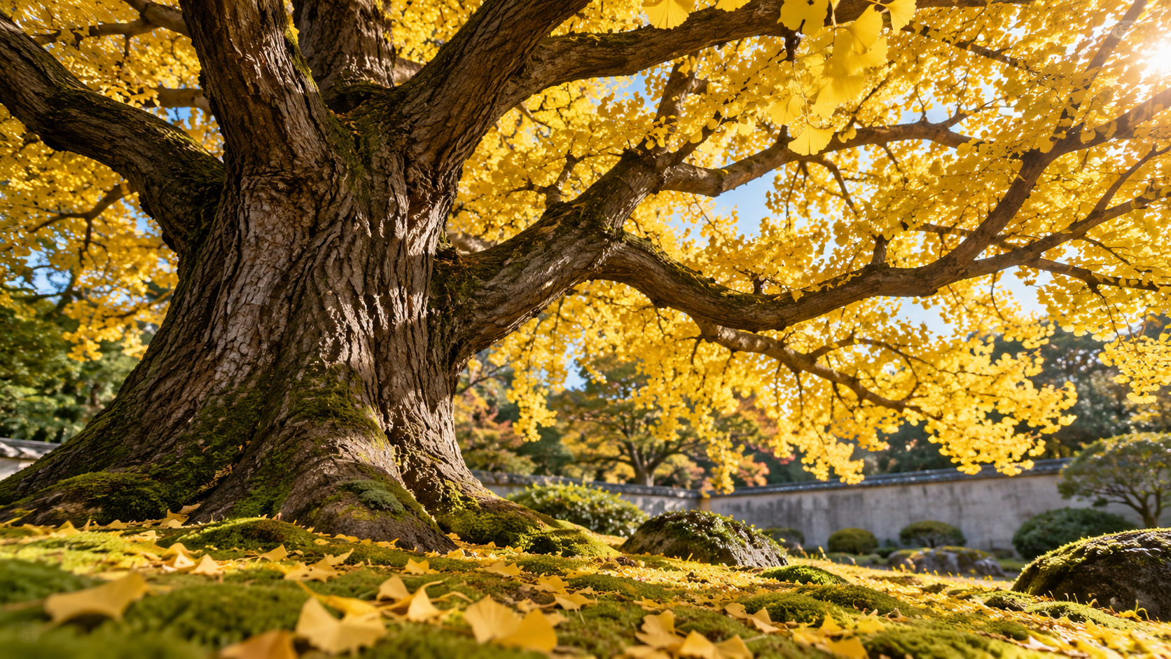 A mature ginkgo tree with branching limbs and yellow leaves in a quiet garden
